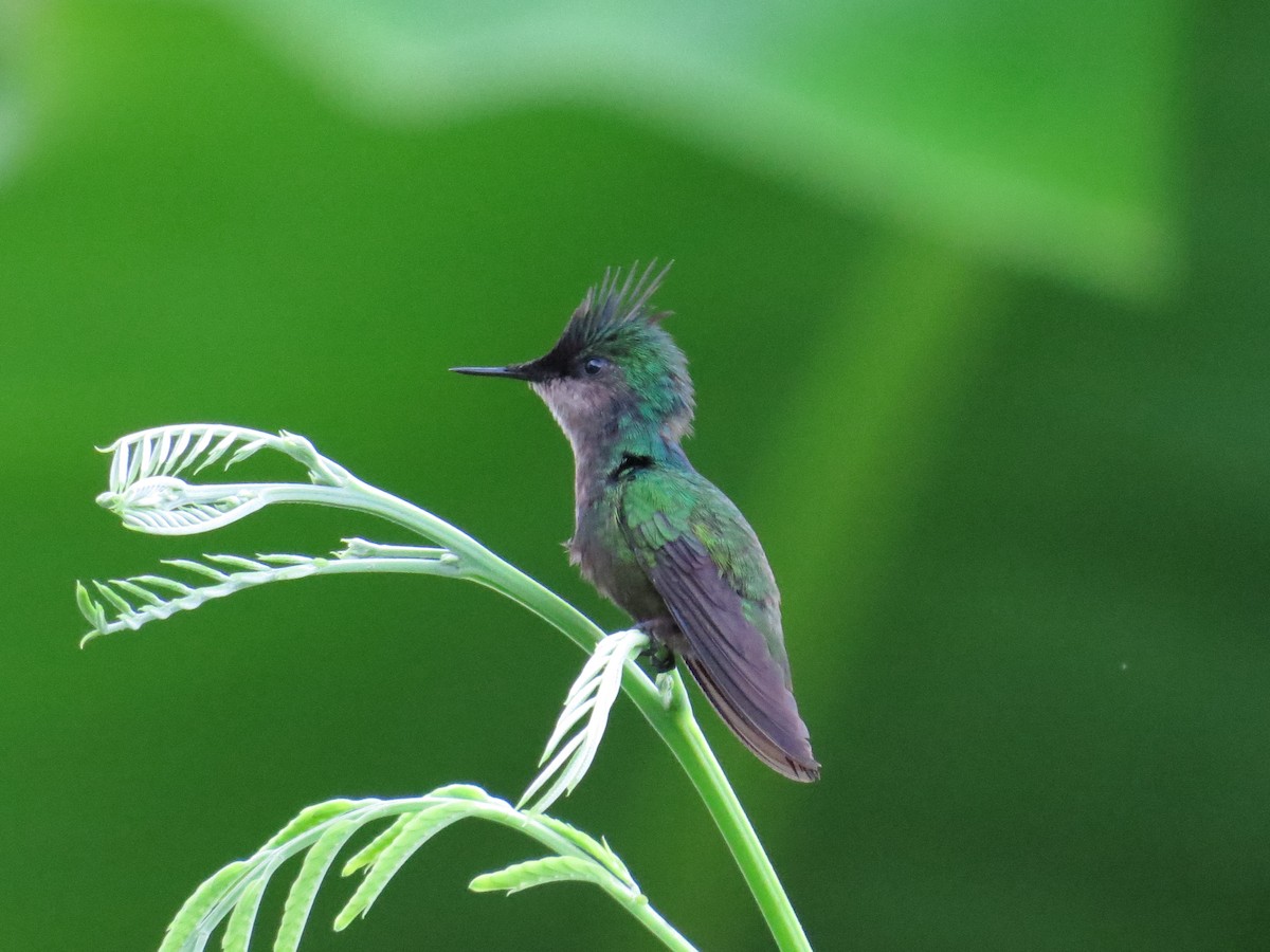 Colibrí Crestado - ML620137337