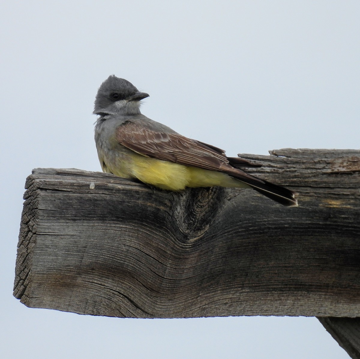 Cassin's Kingbird - ML620137338