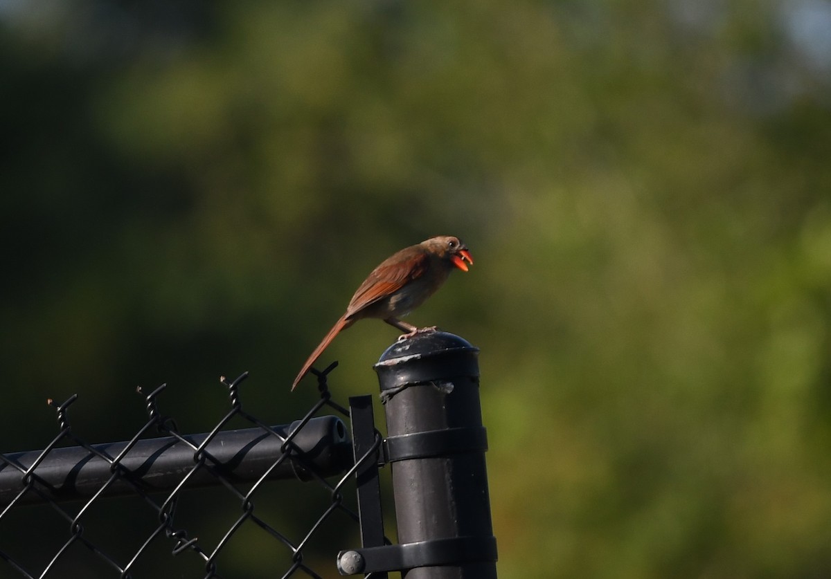 Cardinal rouge - ML620137347