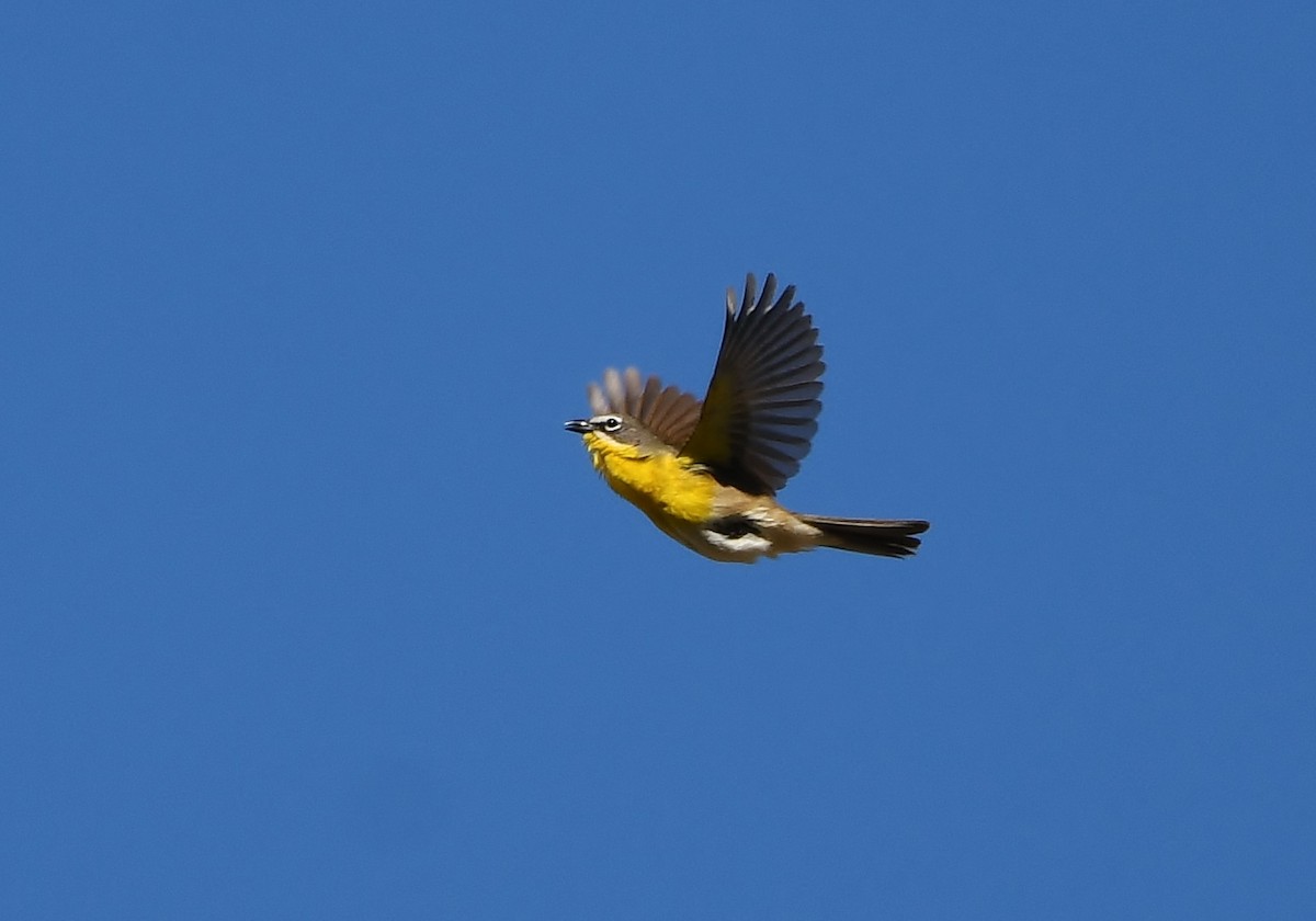 Yellow-breasted Chat - ML620137356