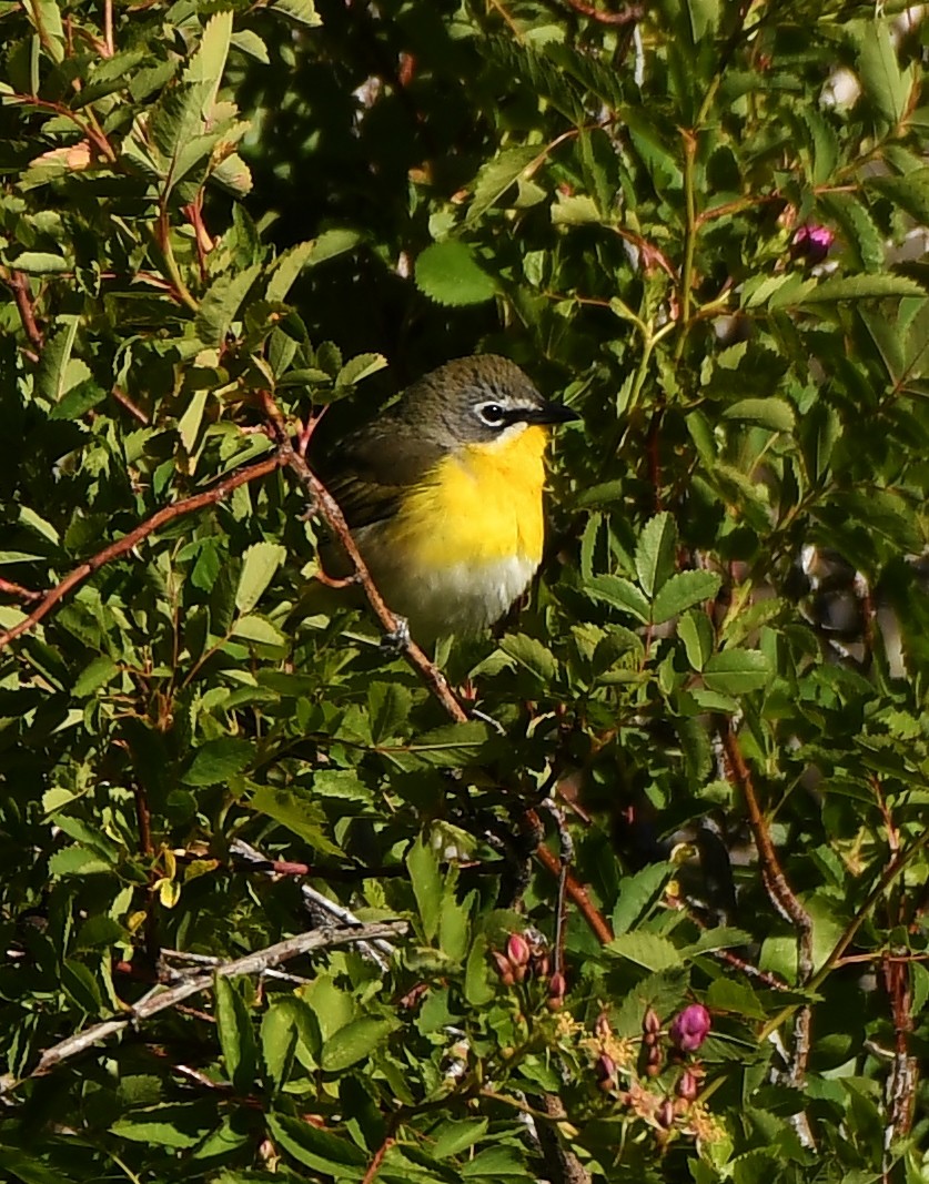 Yellow-breasted Chat - ML620137357