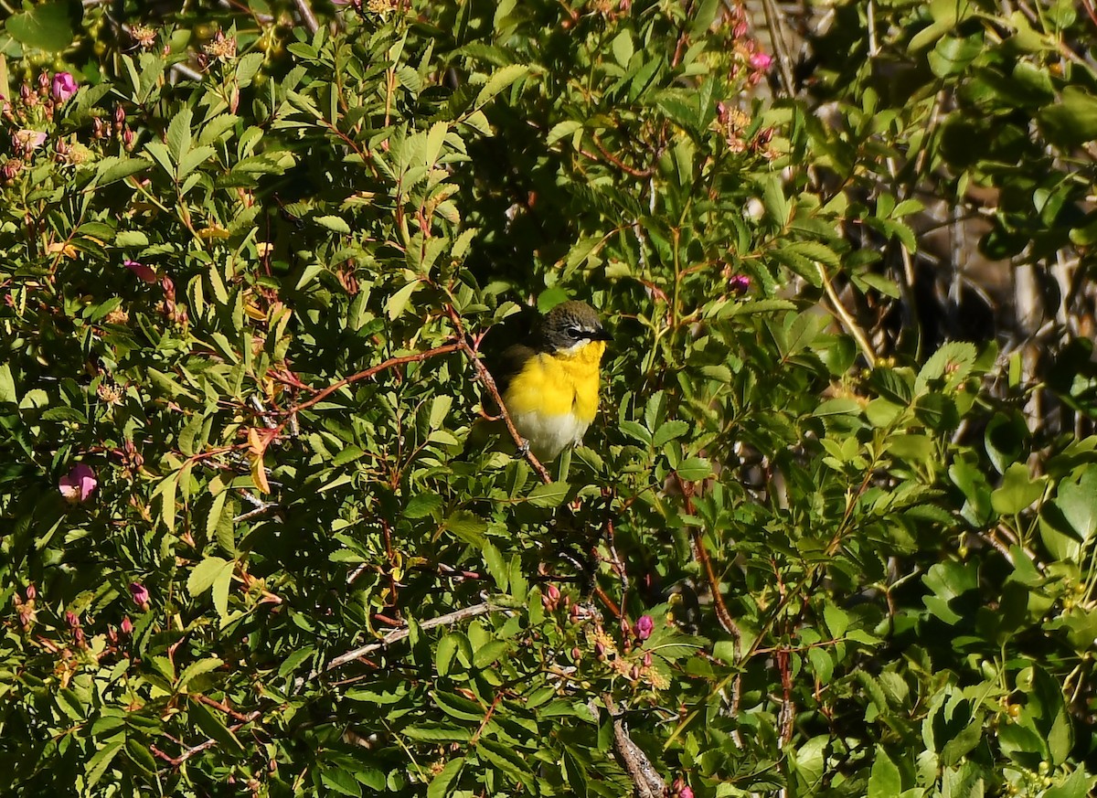 Yellow-breasted Chat - ML620137358