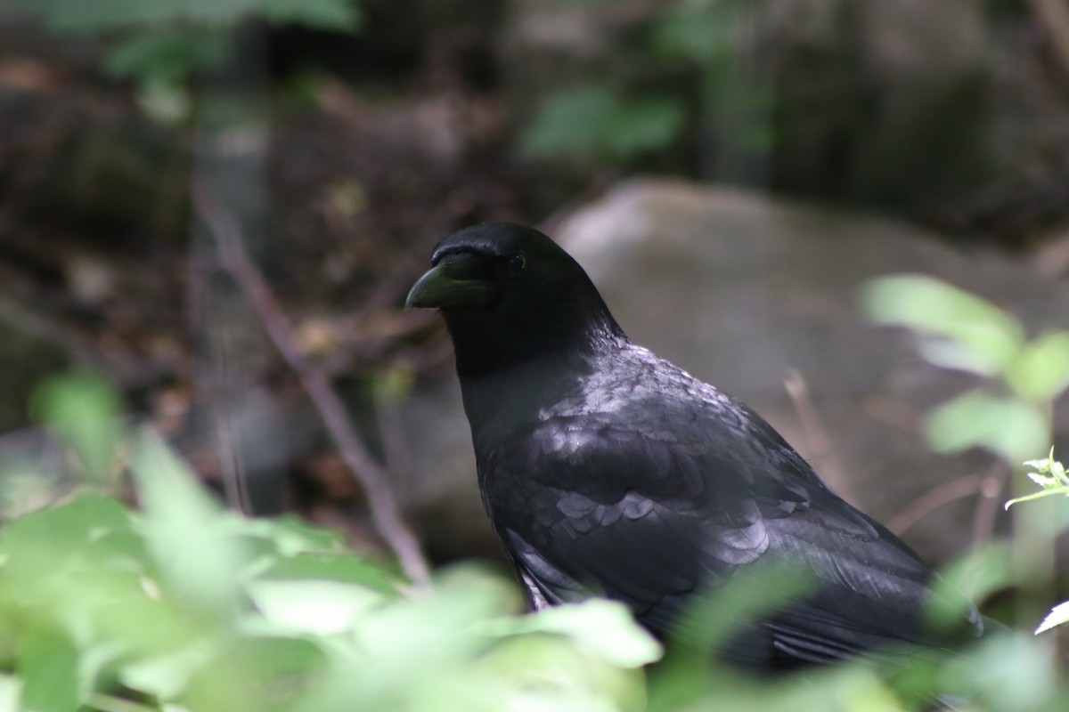 American Crow - ML620137361