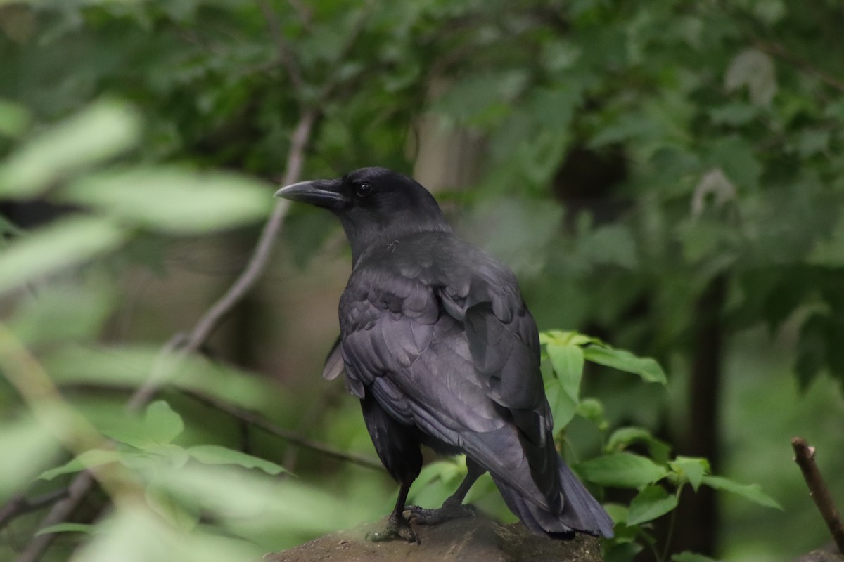 American Crow - ML620137363