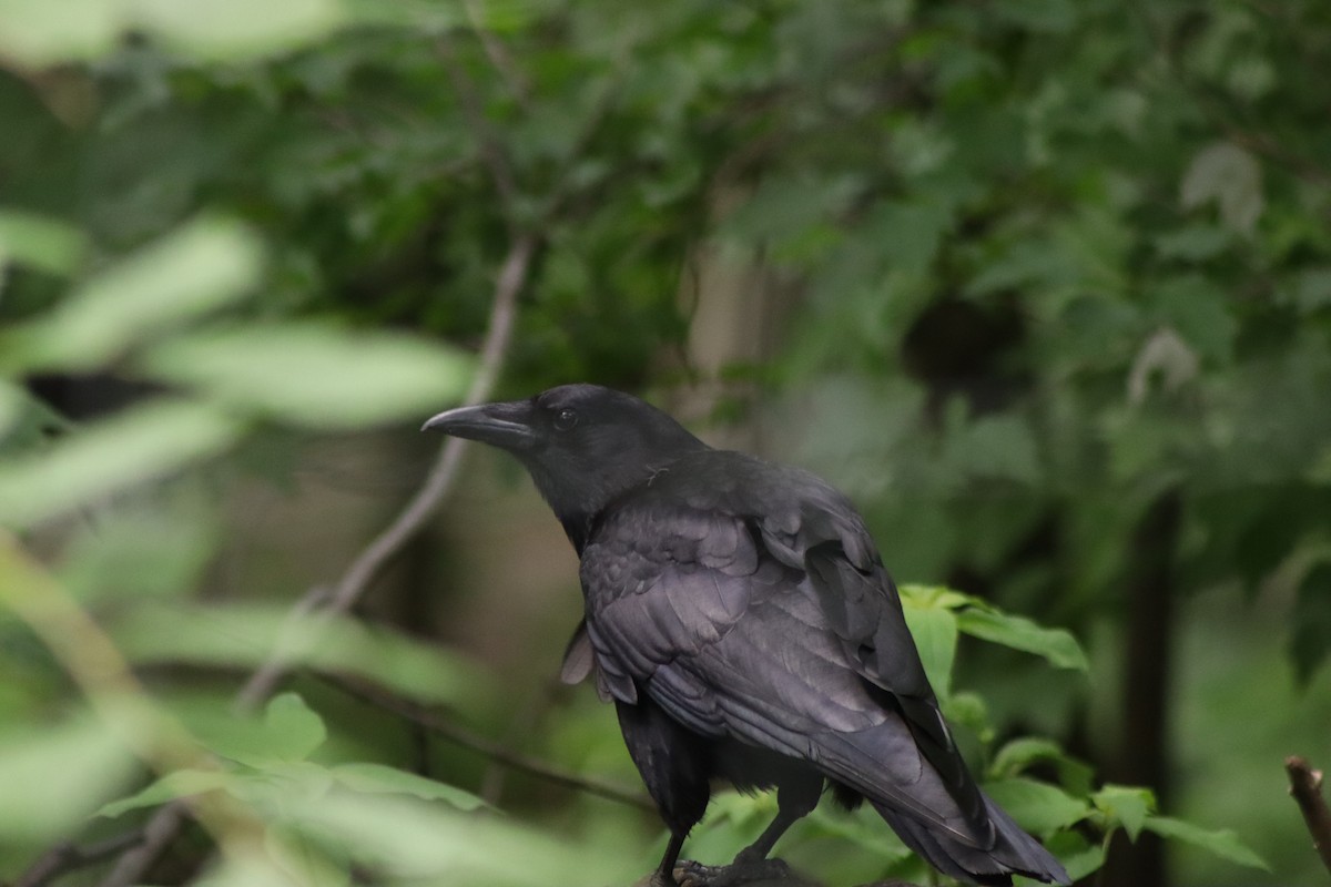 American Crow - ML620137364