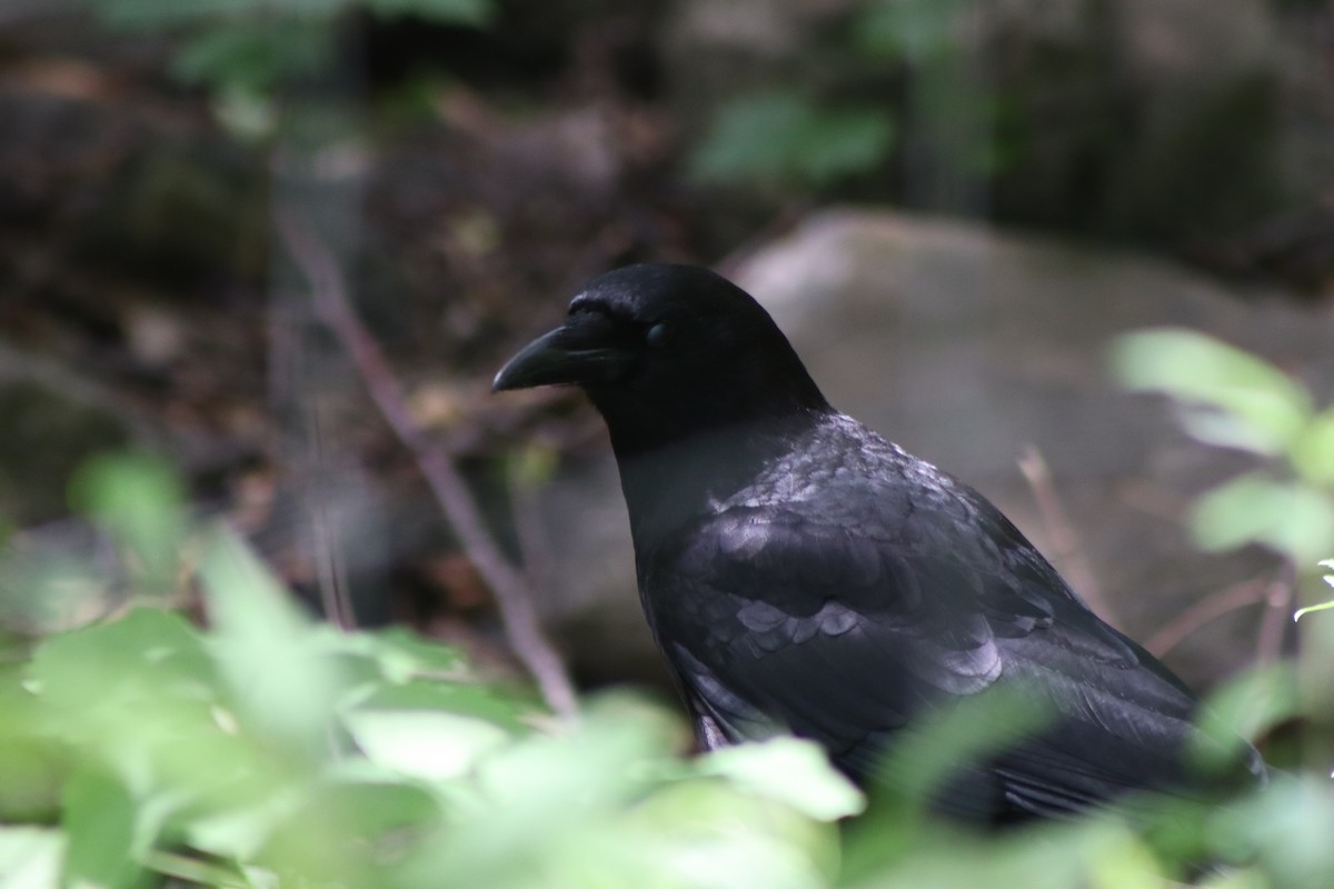 American Crow - ML620137365