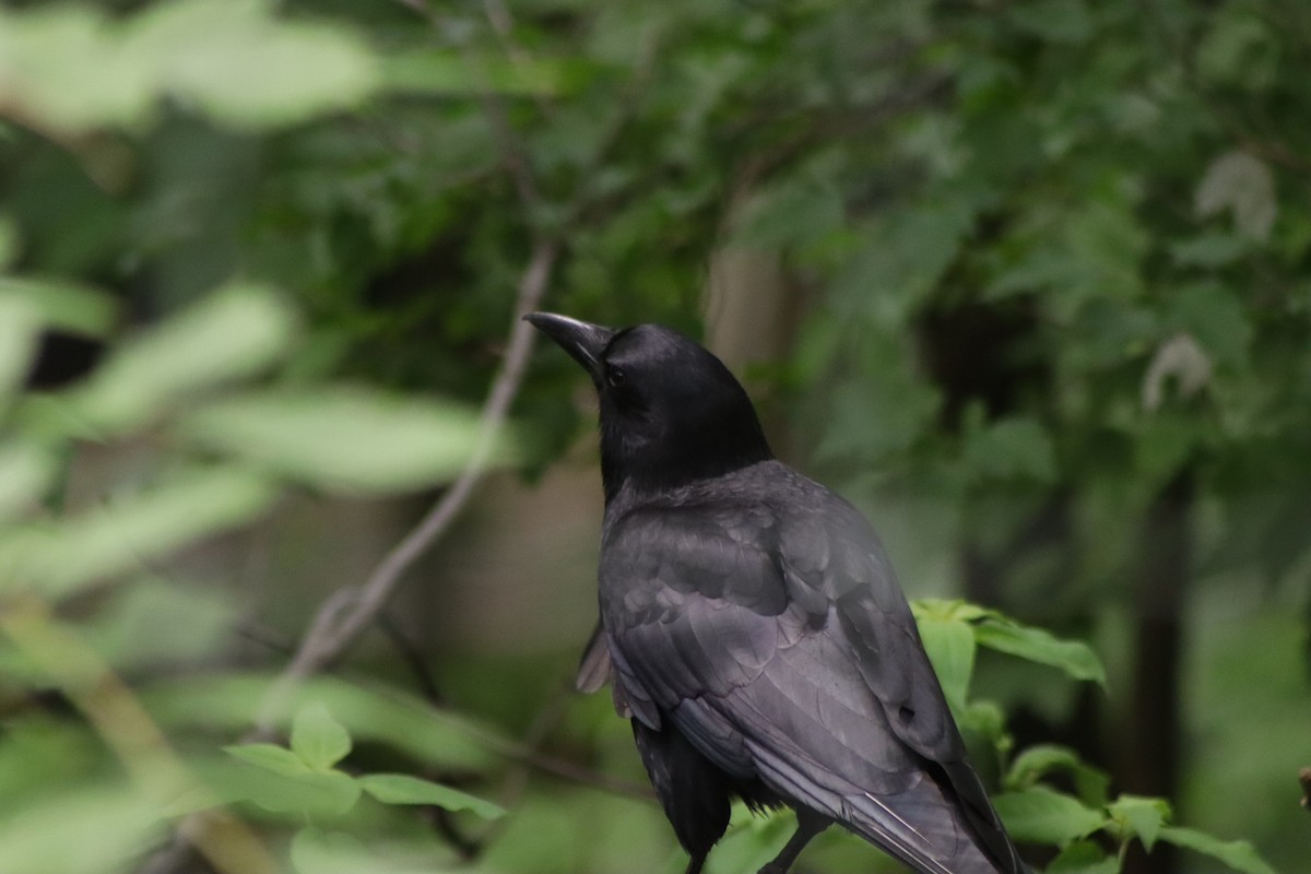 American Crow - ML620137366