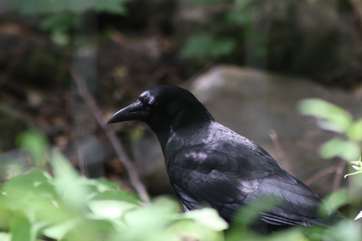 American Crow - ML620137367