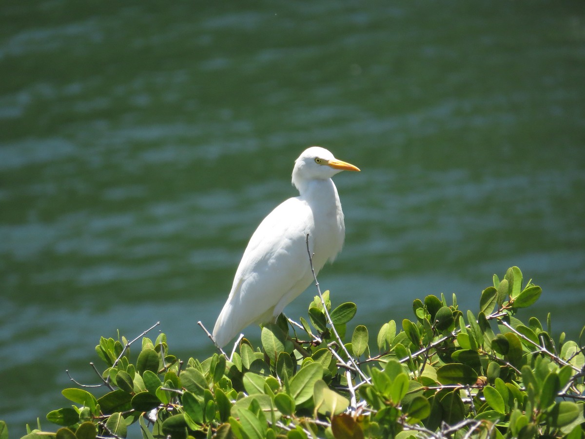 Western Cattle Egret - ML620137368