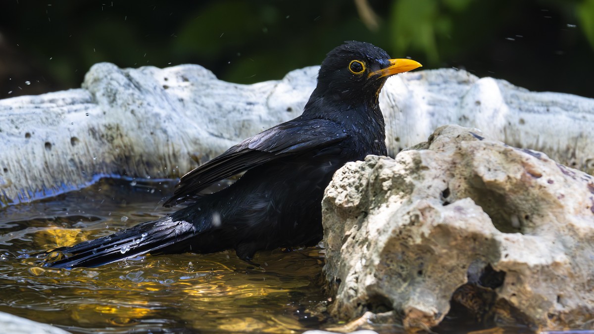 Eurasian Blackbird - ML620137369