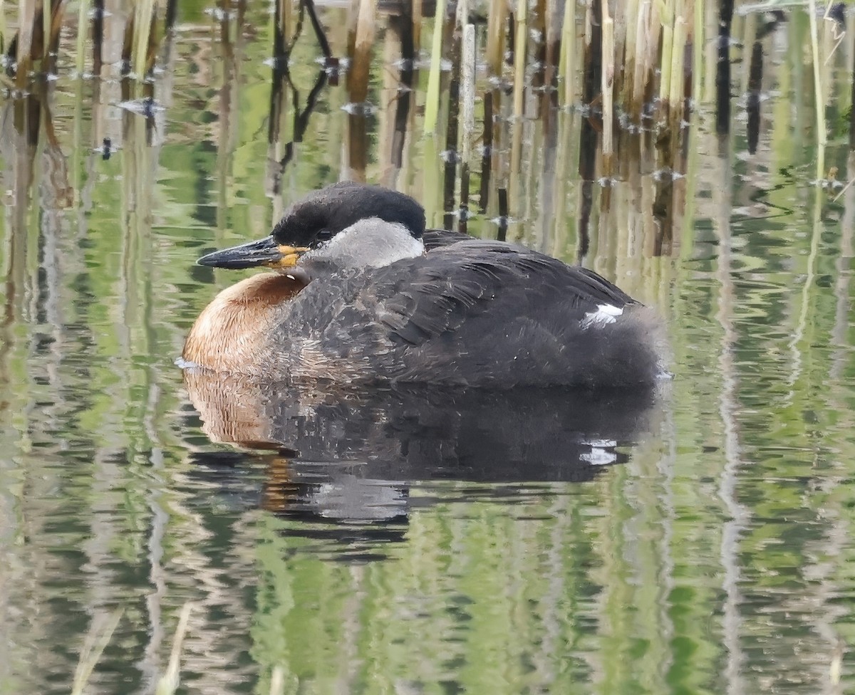 Red-necked Grebe - ML620137371