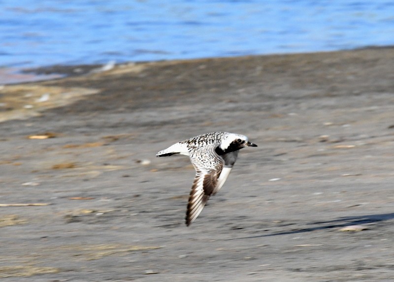 Black-bellied Plover - ML620137374