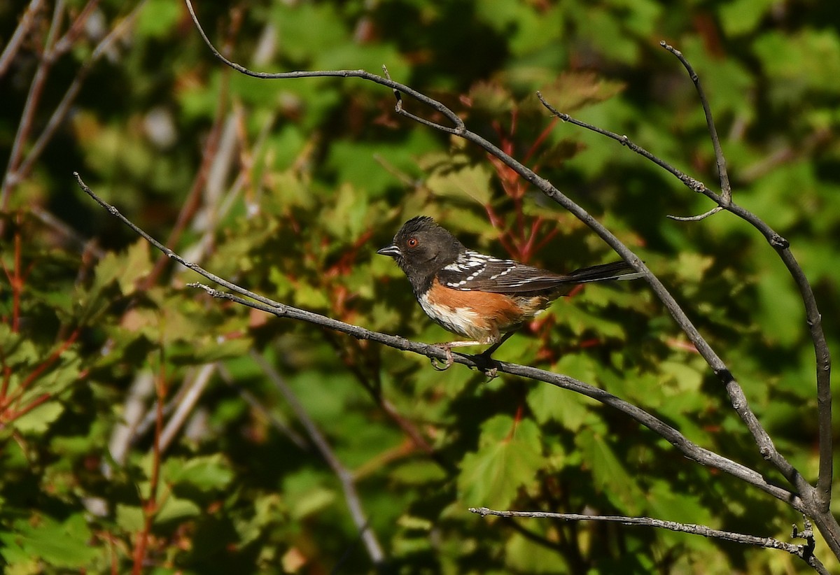 Spotted Towhee - ML620137387
