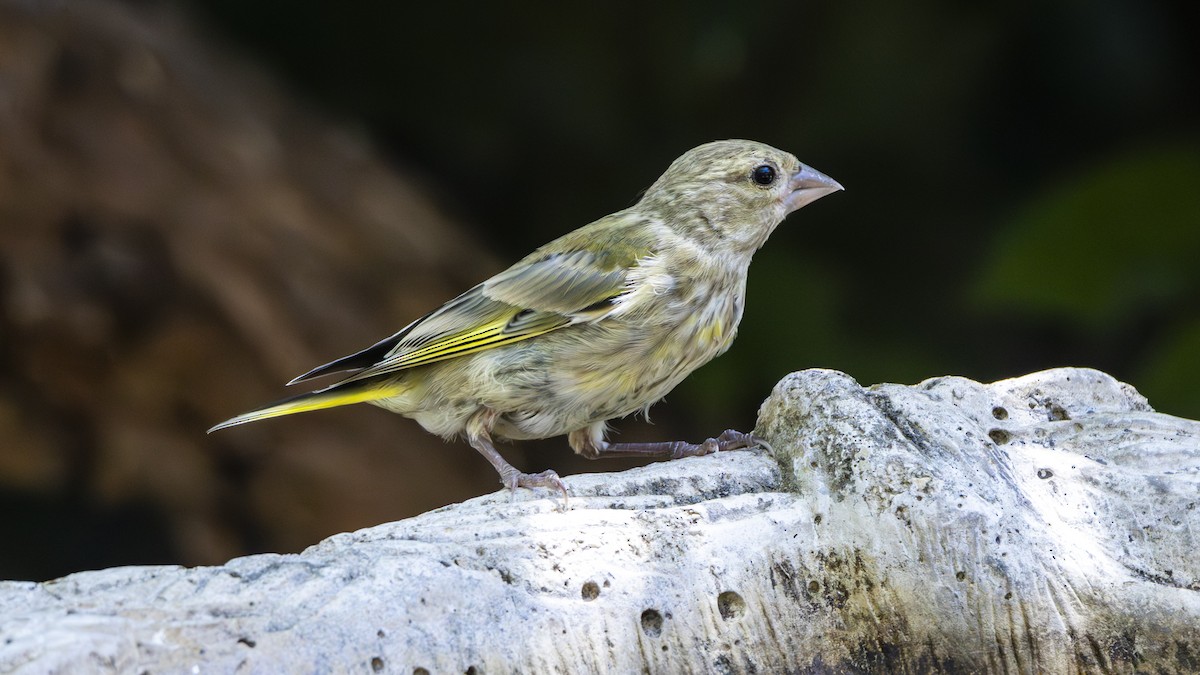 European Greenfinch - ML620137388