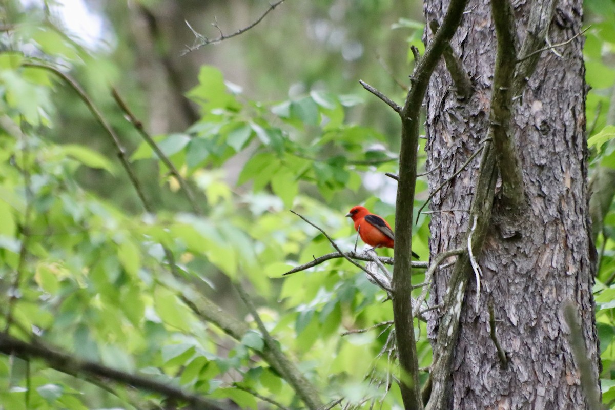 Scarlet Tanager - ML620137390