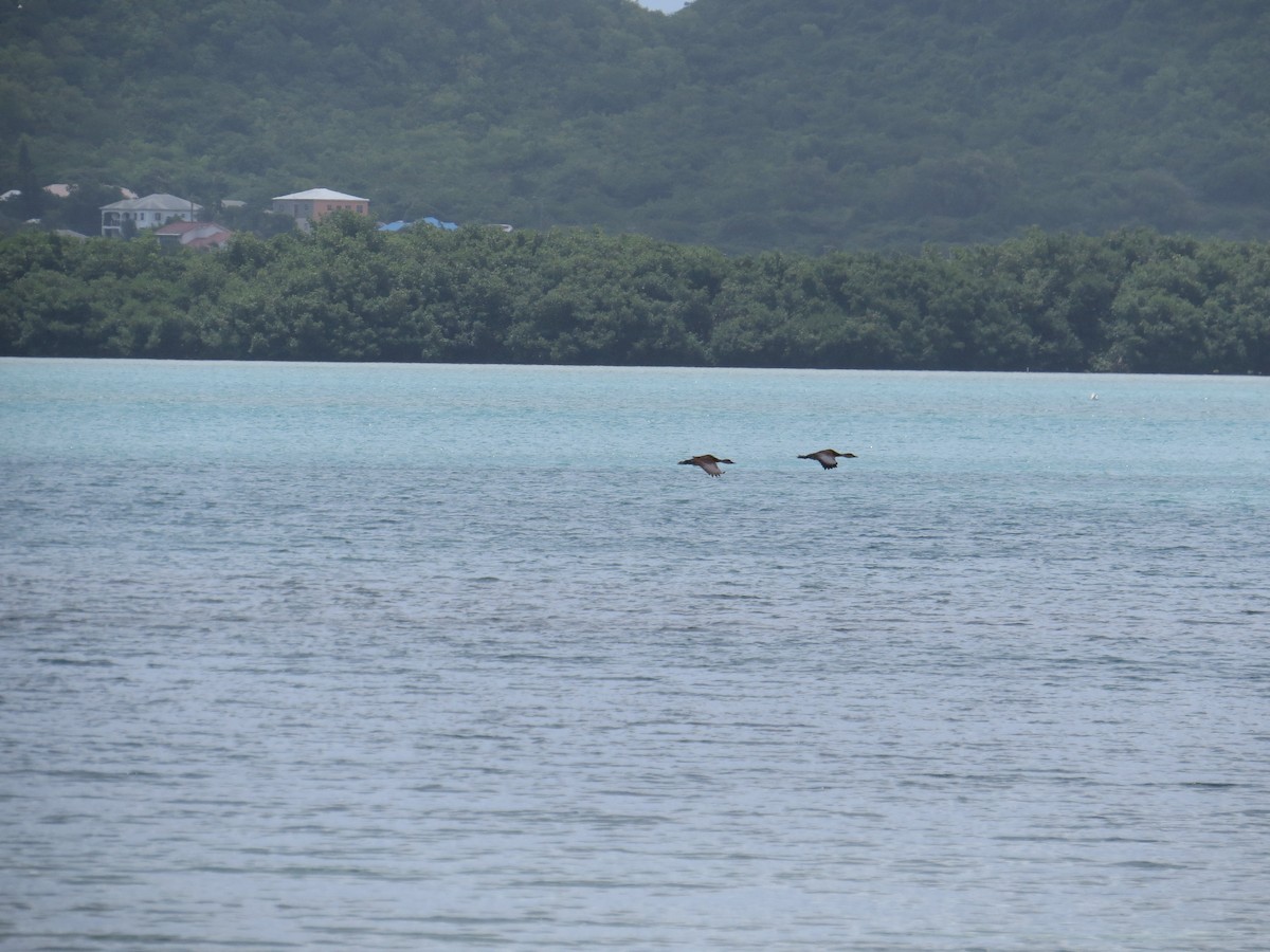 Karayip Islıkçı Ördeği - ML620137410