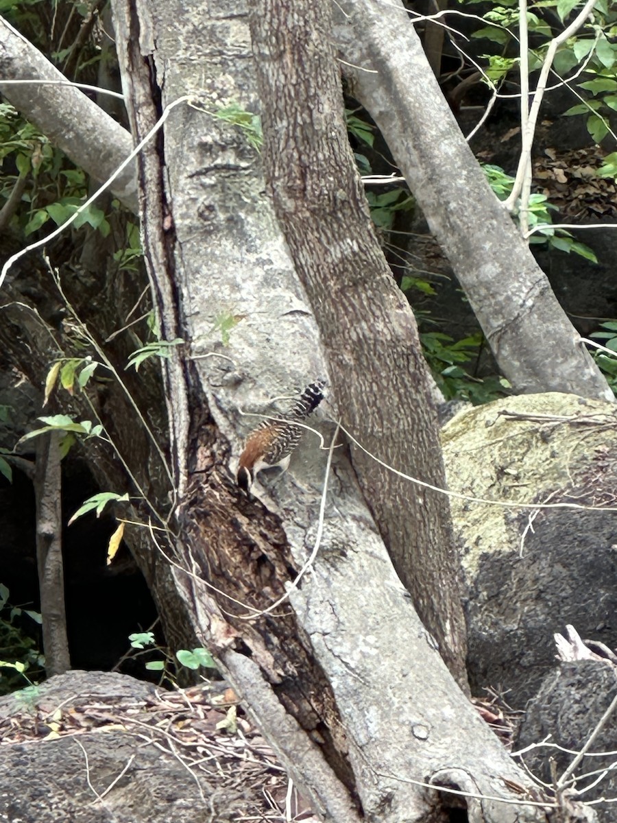 Rufous-naped Wren - ML620137411