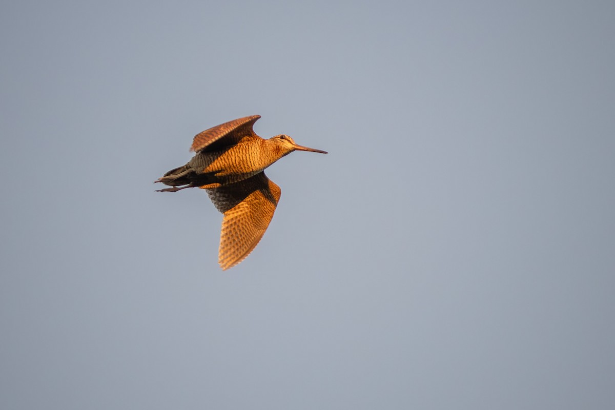 Eurasian Woodcock - ML620137413