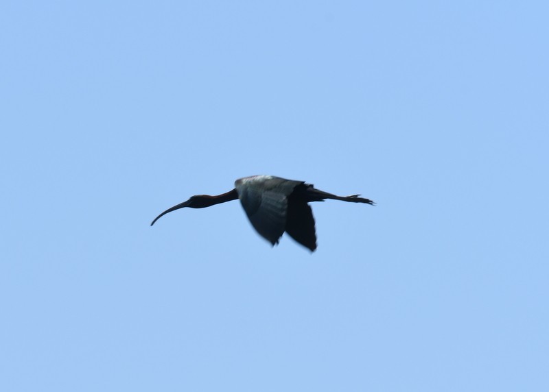 ibis hnědý - ML620137430