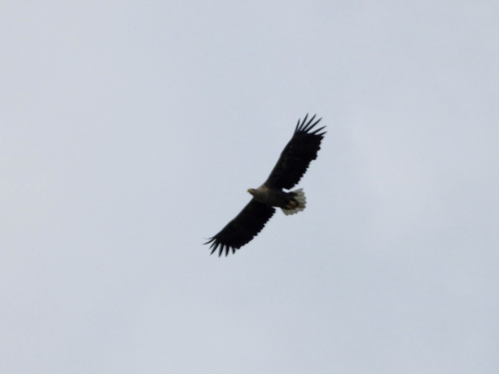 White-tailed Eagle - ML620137431