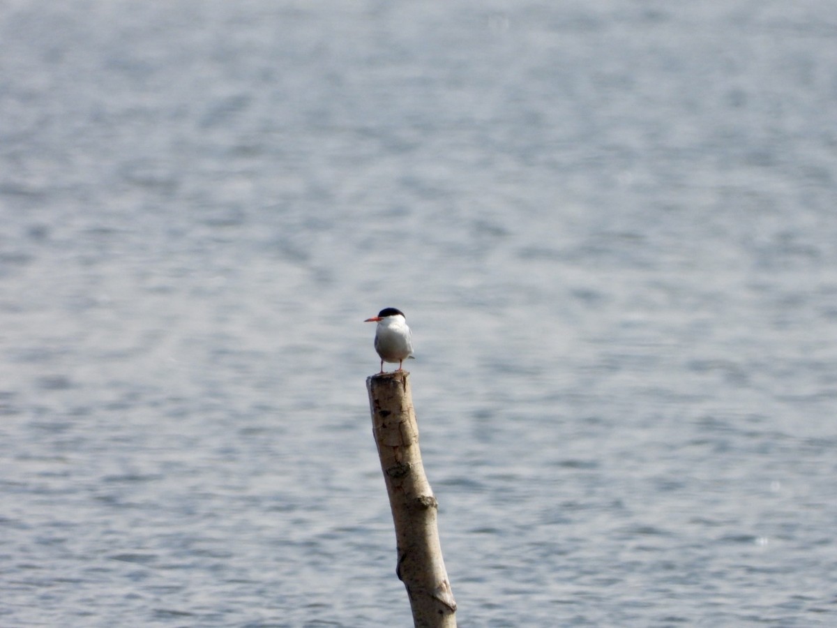 Common Tern - ML620137434