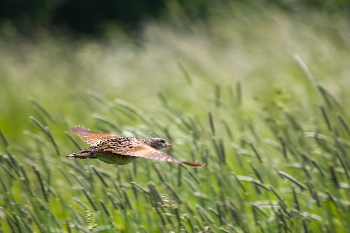 Corn Crake - Alexey Kurochkin