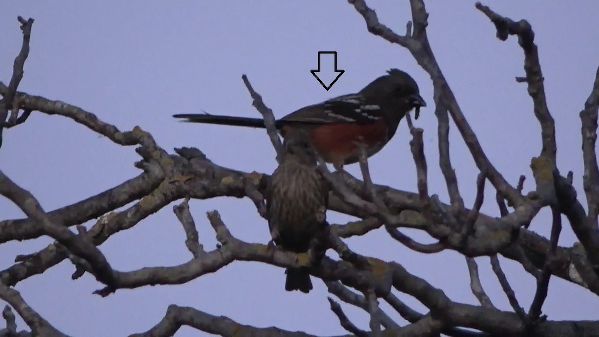 Spotted Towhee - ML620137438