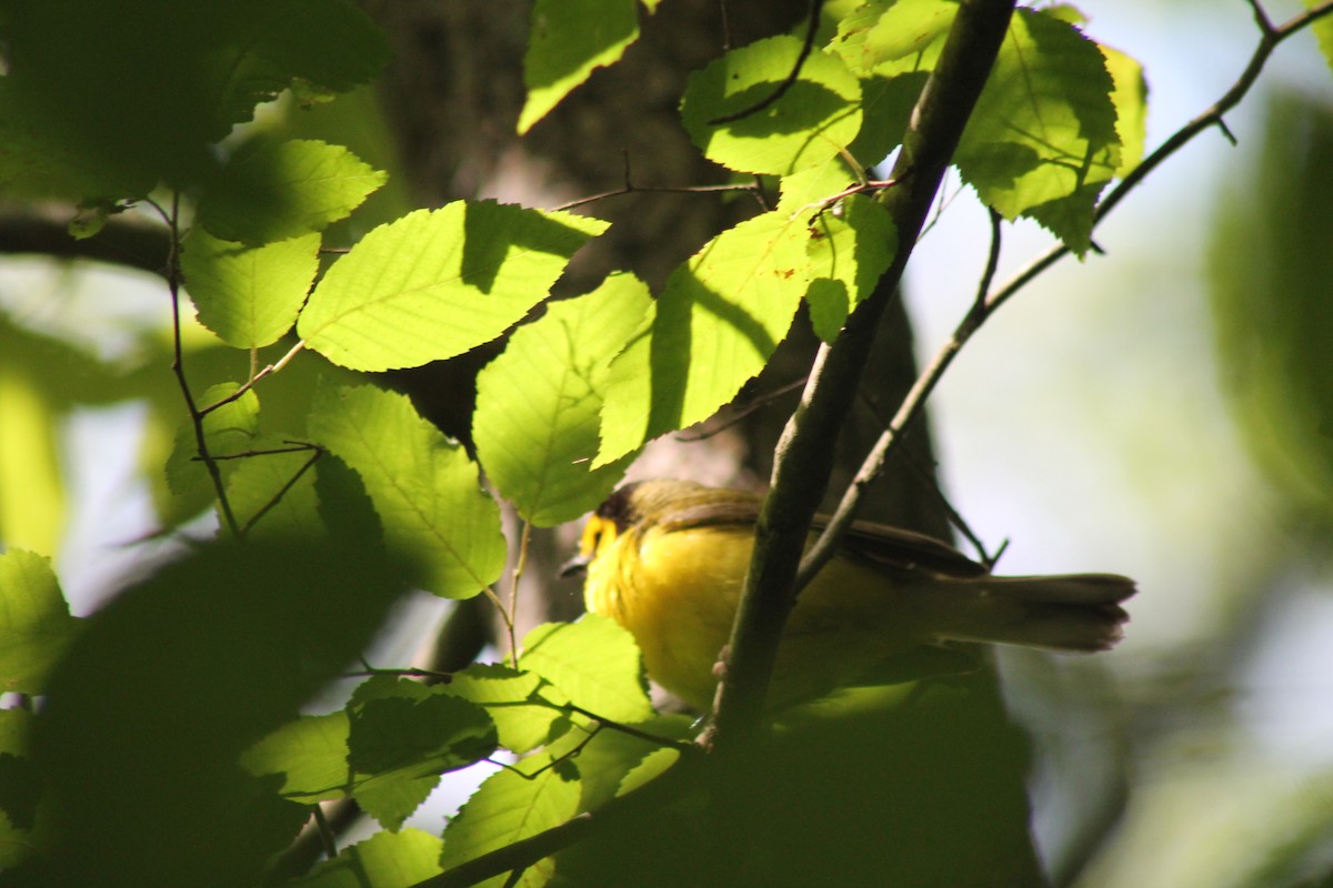 Hooded Warbler - ML620137445