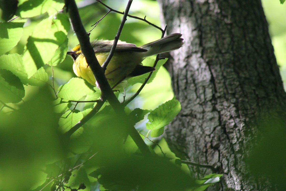 Hooded Warbler - ML620137446