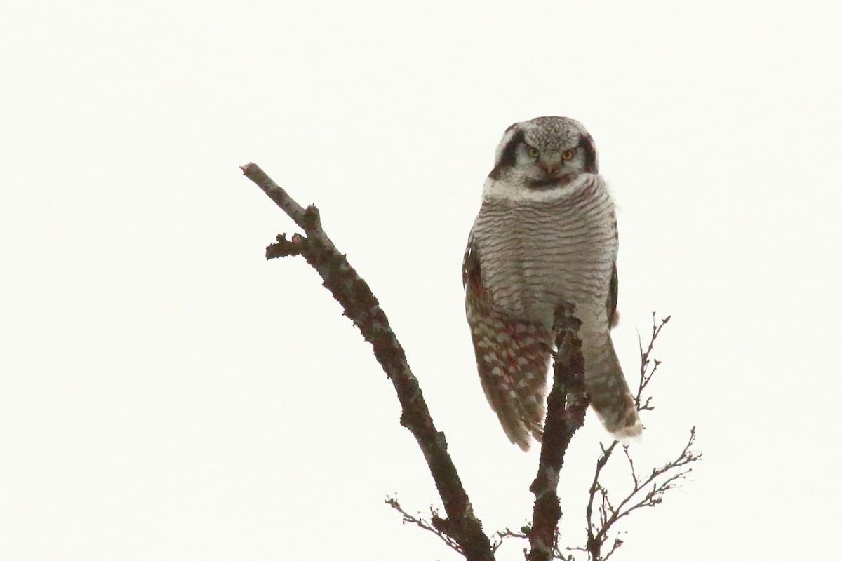 Northern Hawk Owl - ML620137450