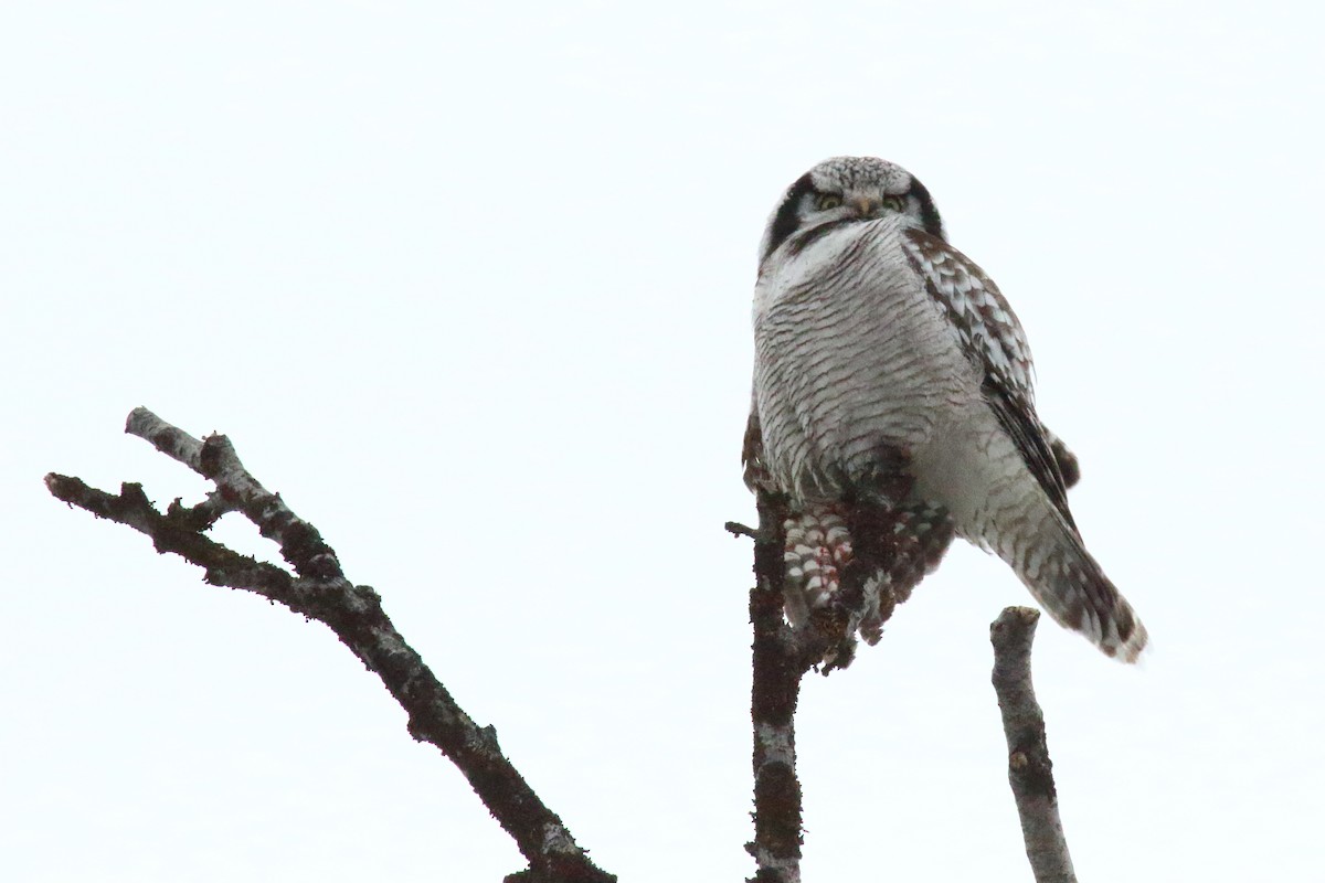 Northern Hawk Owl - ML620137451