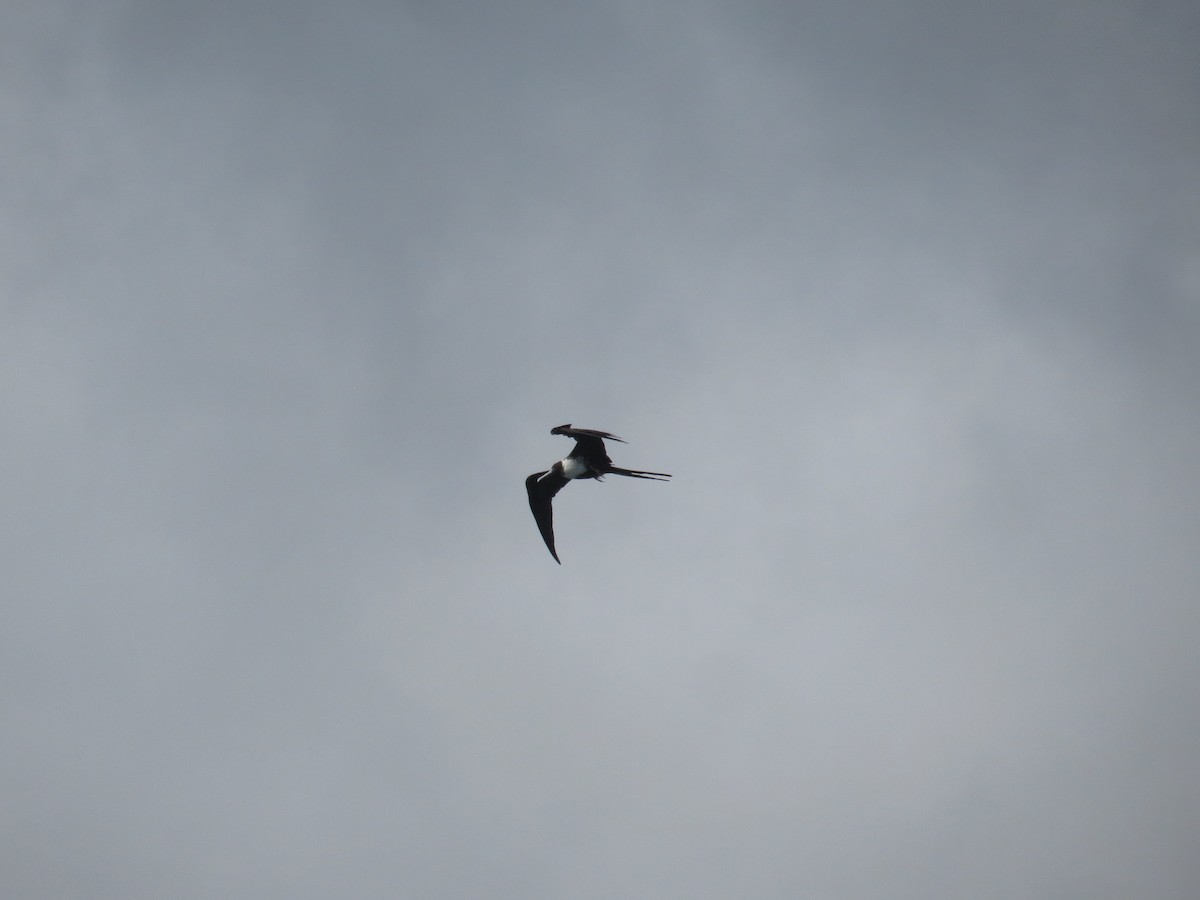 Magnificent Frigatebird - ML620137458