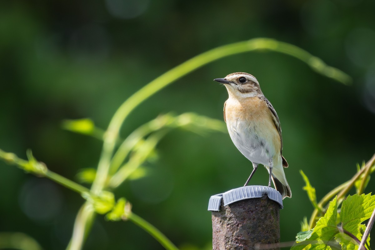 Whinchat - ML620137459