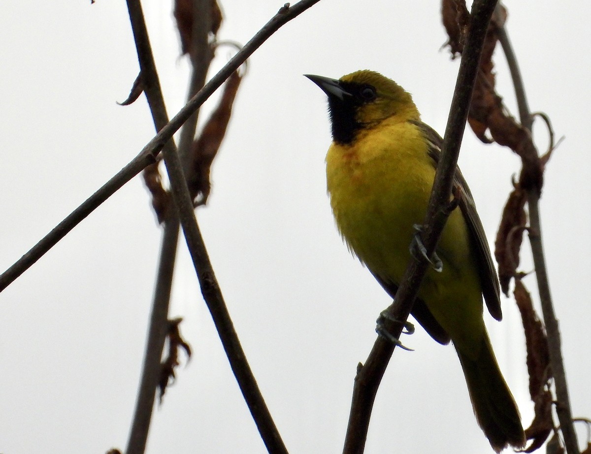Orchard Oriole - ML620137474