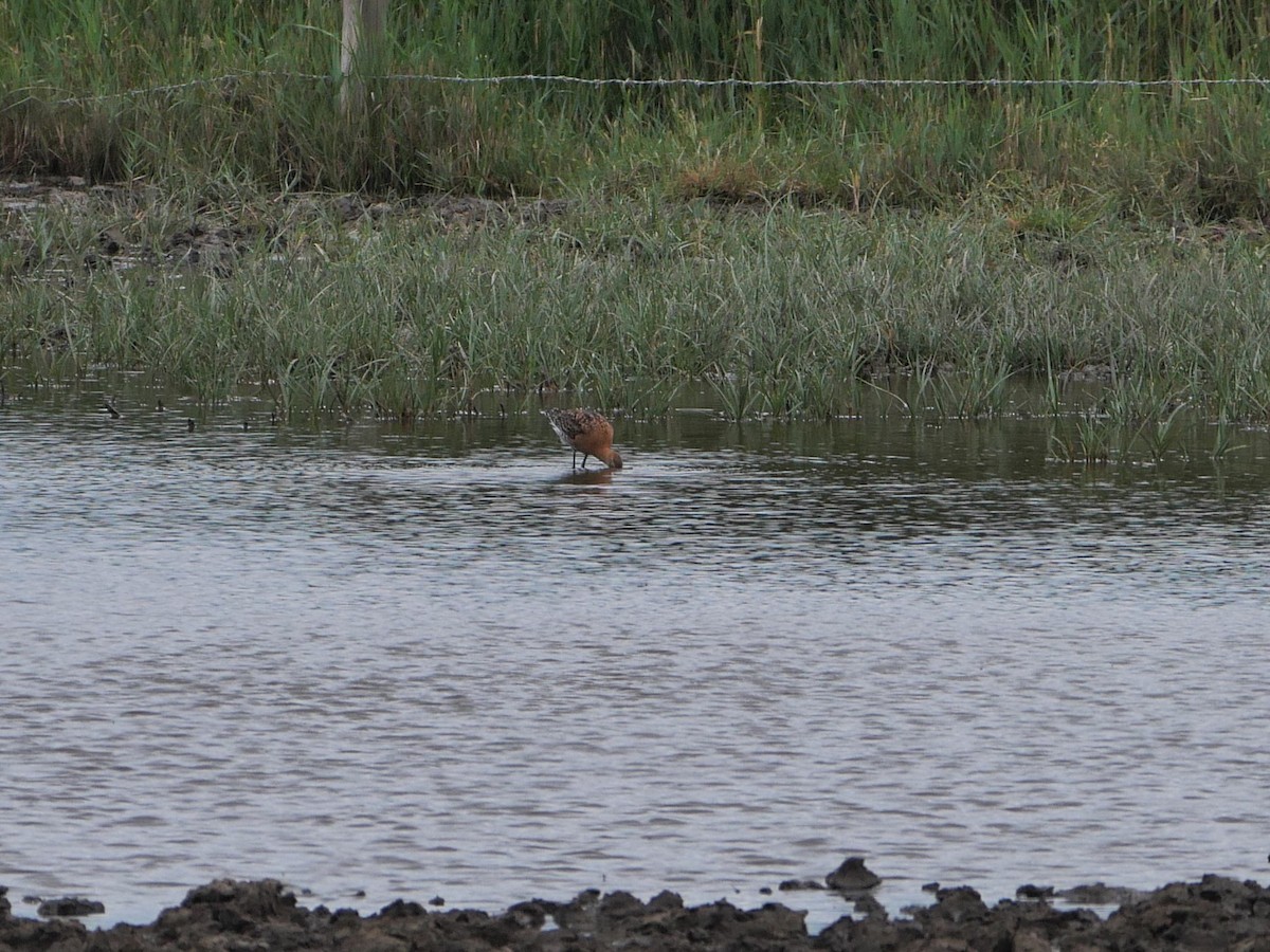 Black-tailed Godwit - ML620137482