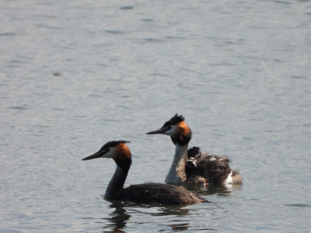Great Crested Grebe - ML620137484