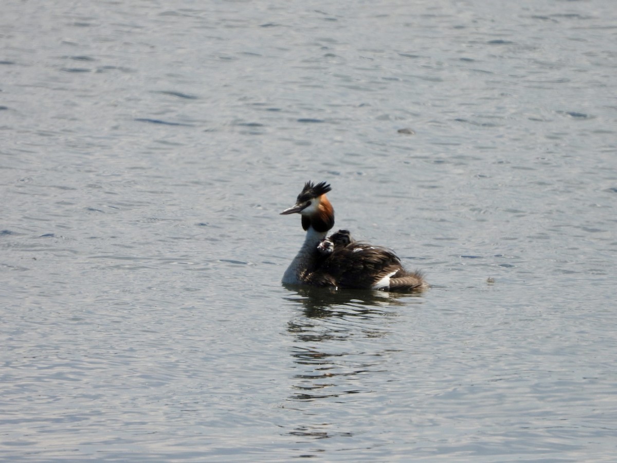 Great Crested Grebe - ML620137485