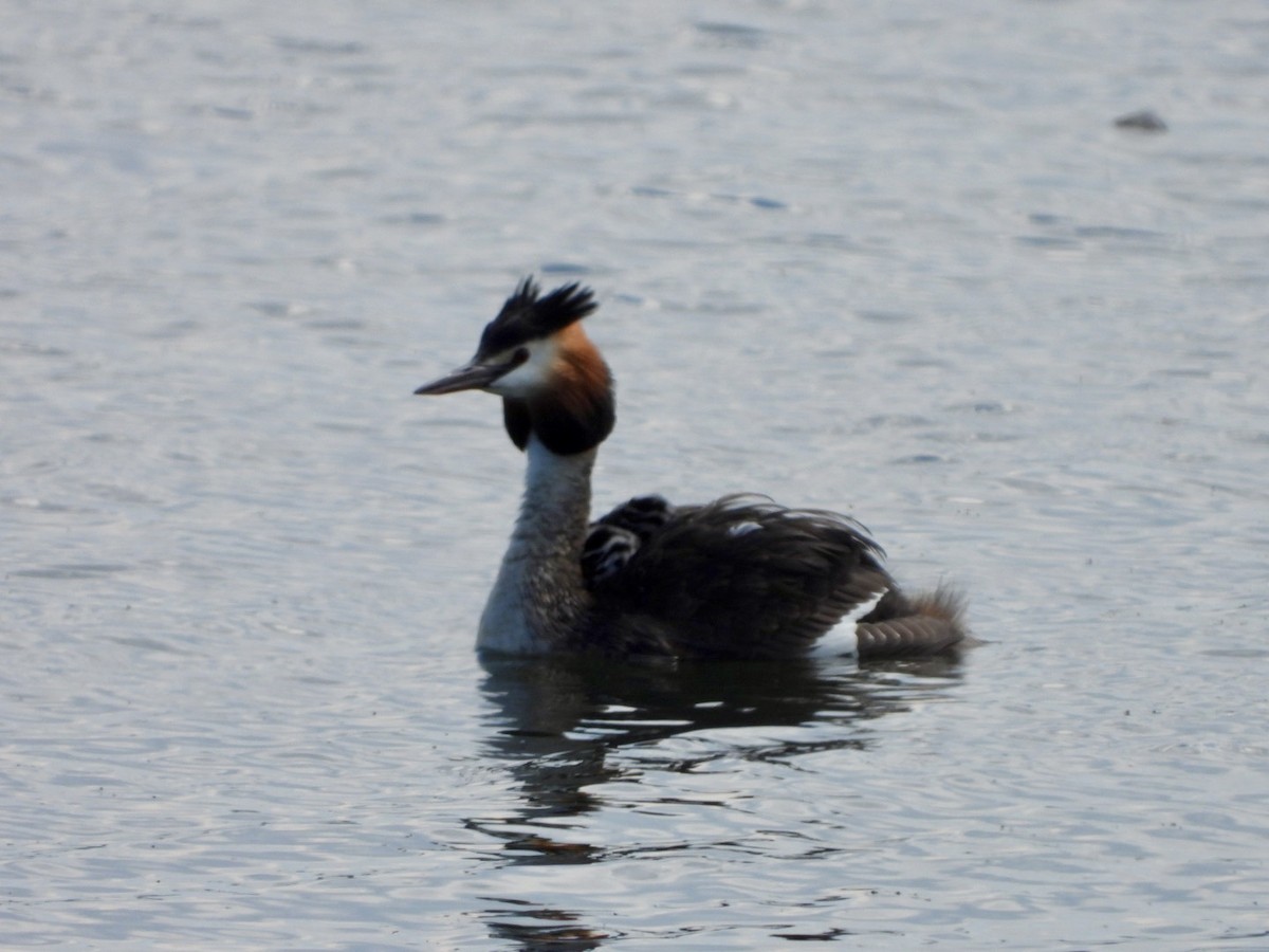Great Crested Grebe - ML620137486