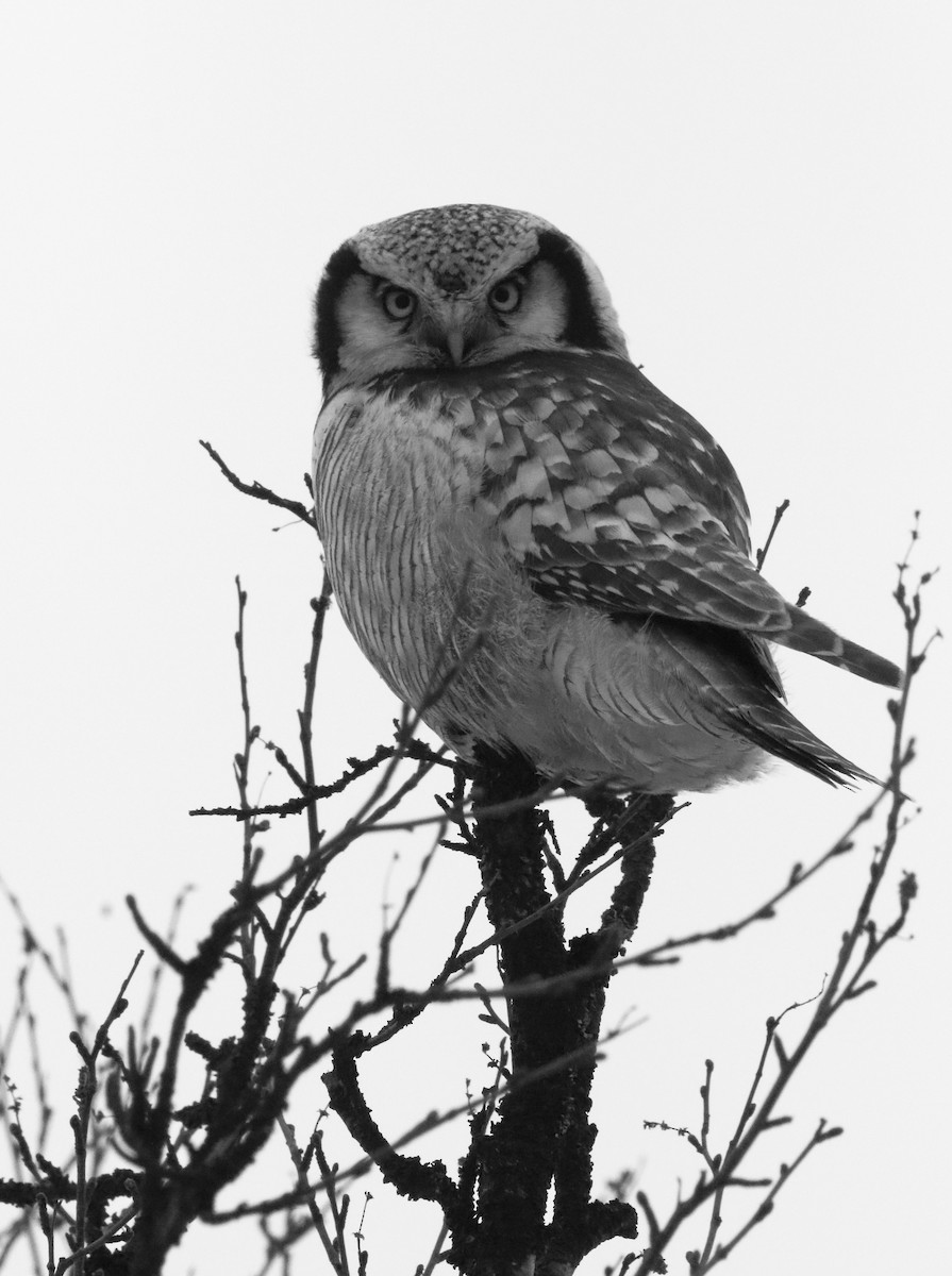 Northern Hawk Owl - ML620137487
