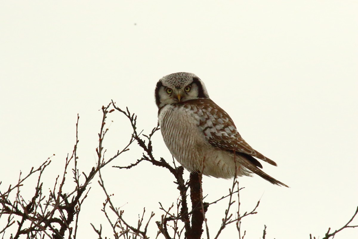 Northern Hawk Owl - ML620137491