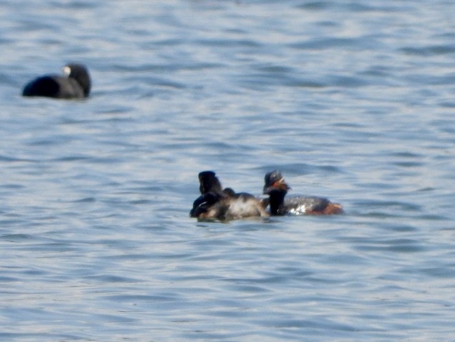 Eared Grebe - ML620137493