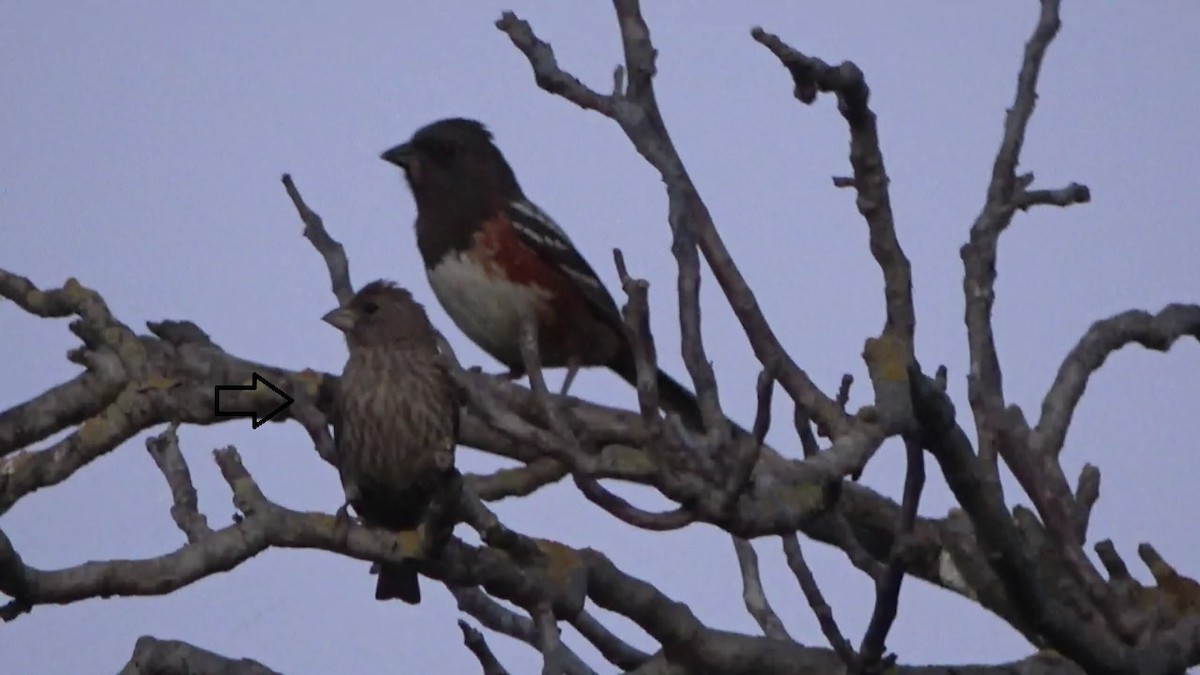 House Finch - ML620137495