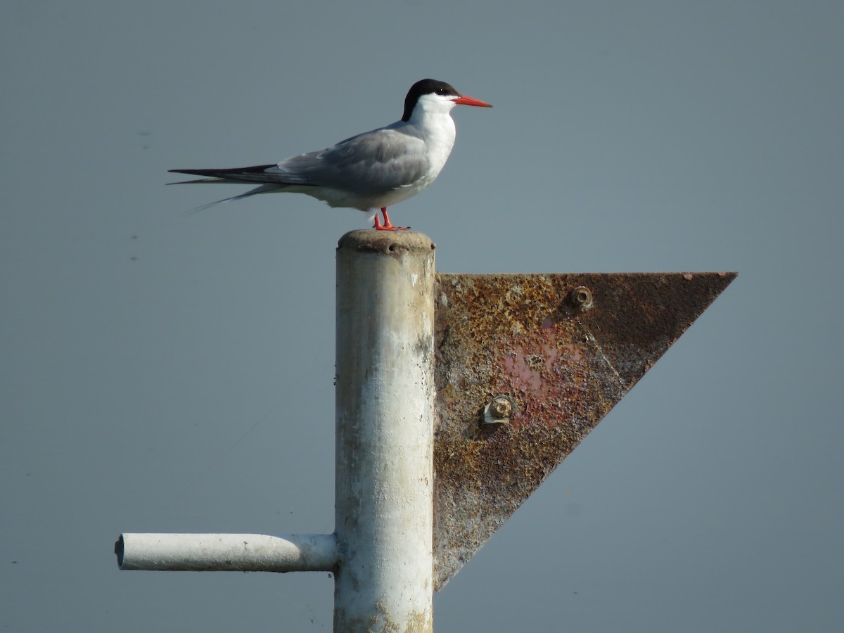 Common Tern - ML620137513