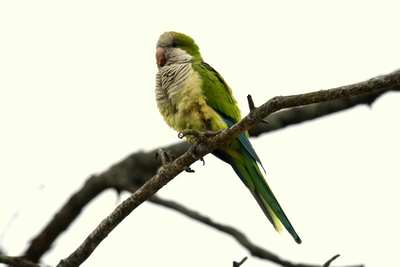 Papagai bulargrisa - ML620137516