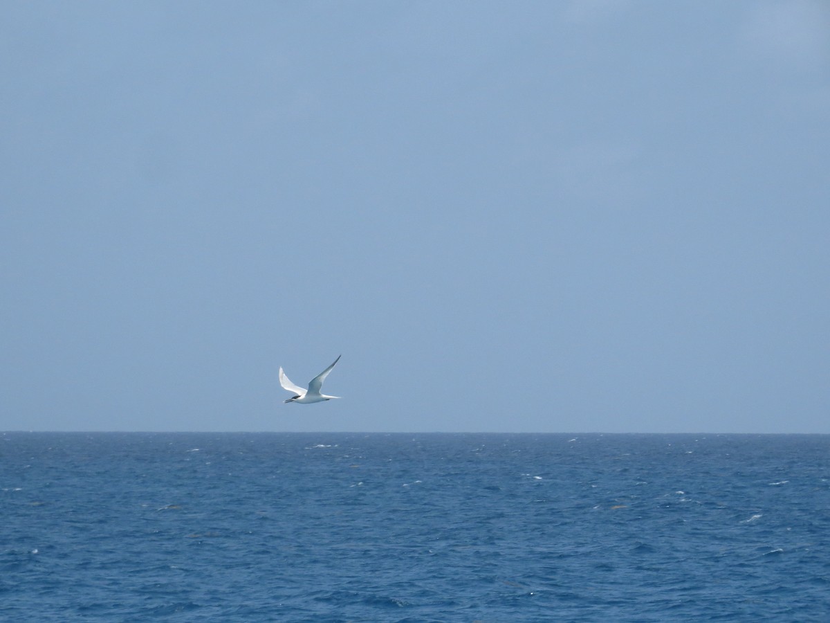白嘴端燕鷗 - ML620137523