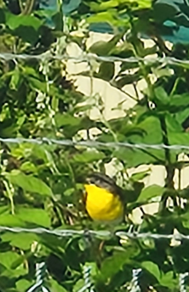 Yellow-breasted Chat - ML620137535