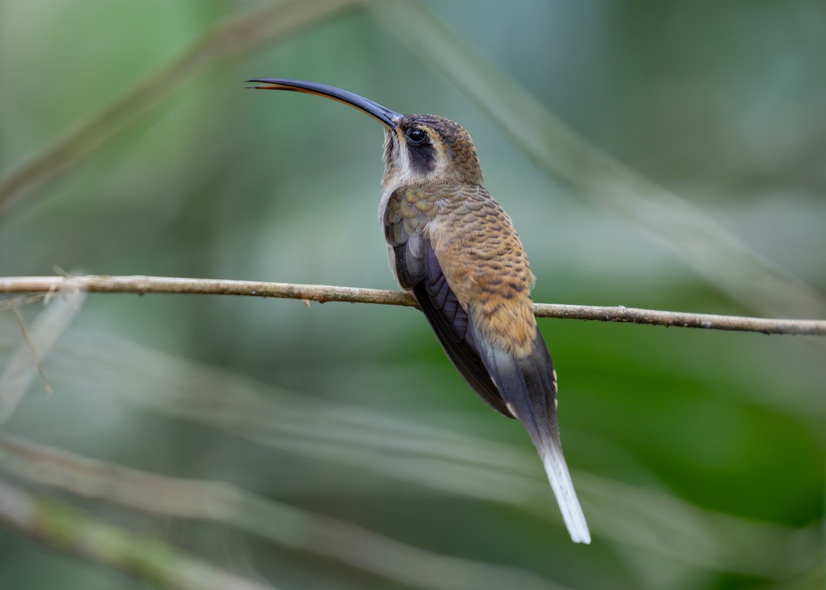 kolibřík tmavolící - ML620137538