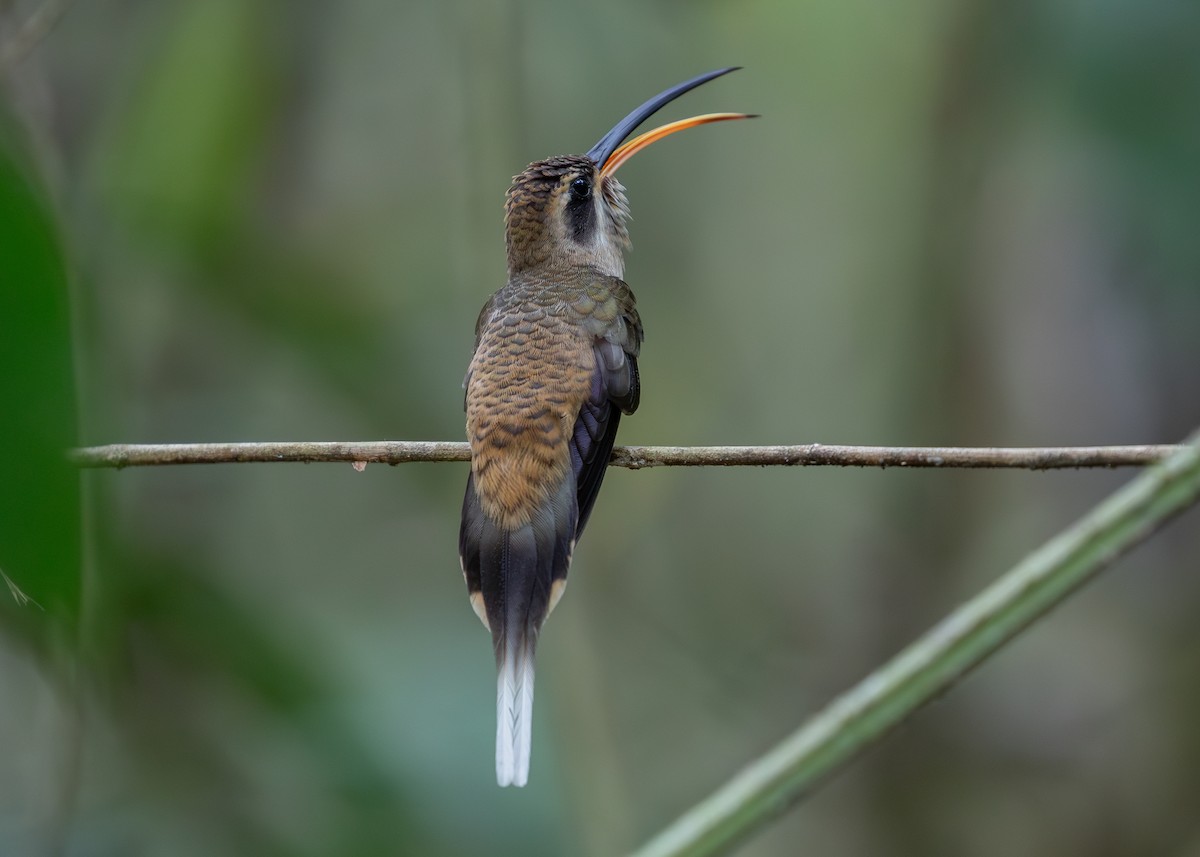 Long-billed Hermit - ML620137539