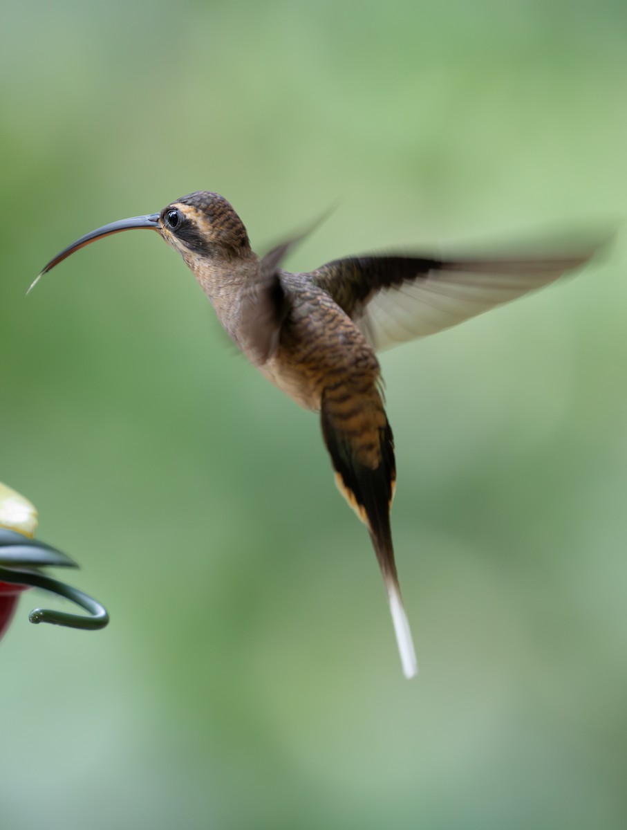 Long-billed Hermit - ML620137541