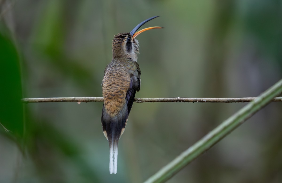 Long-billed Hermit - ML620137542